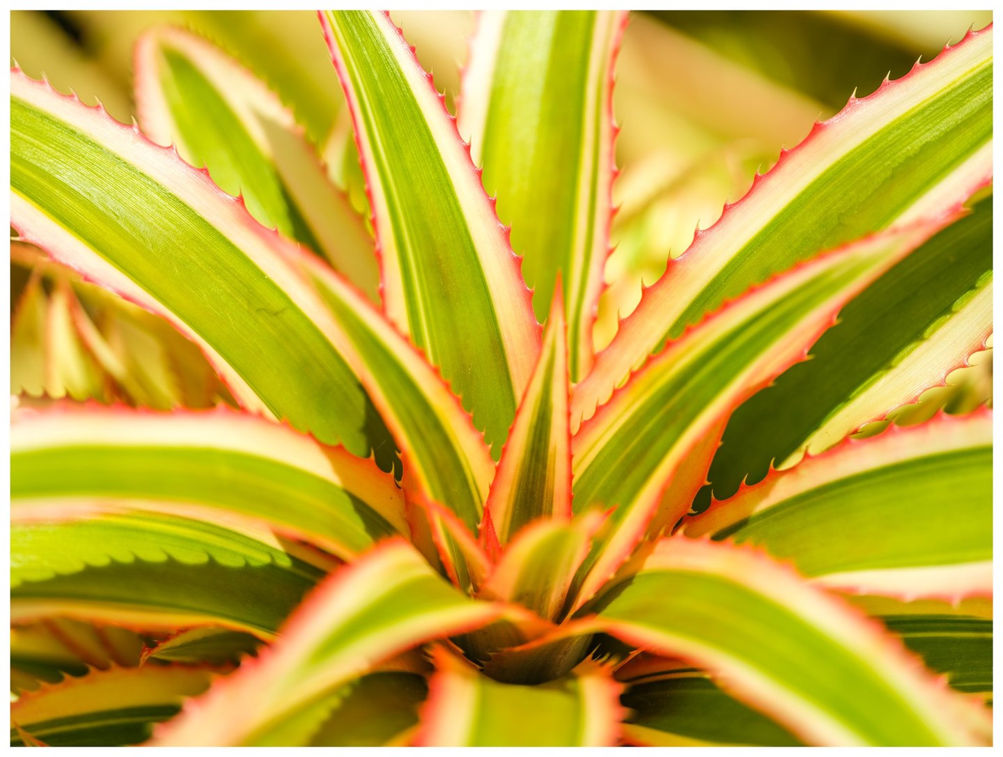 Close-up of radiating green leaves with cream stripes and coral-red spiny edges in bright sunlight.