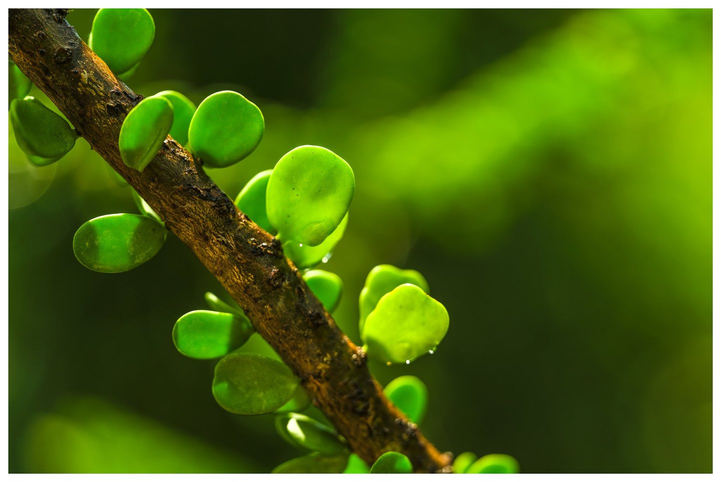 Rounded green leaves glow in sunlight along a rough brown branch running diagonally from upper left to lower right against a blurred green background.