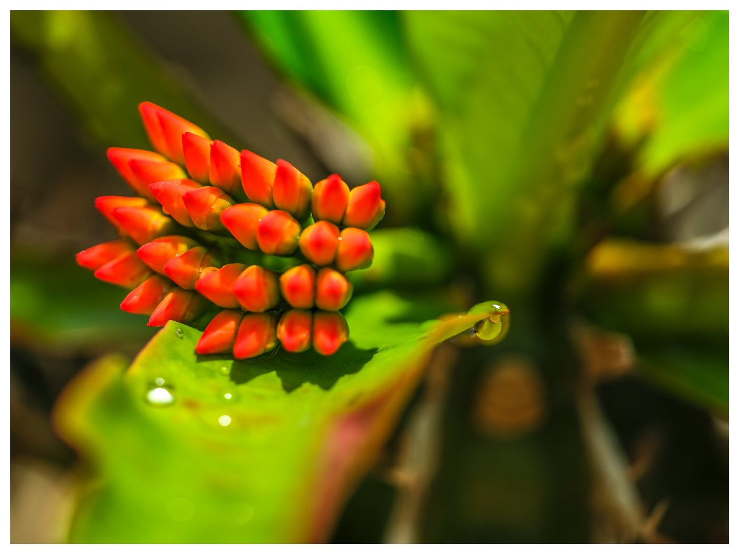 A tight cluster of orange-red flower buds rises above a bright green leaf dotted with water droplets against softly blurred foliage.