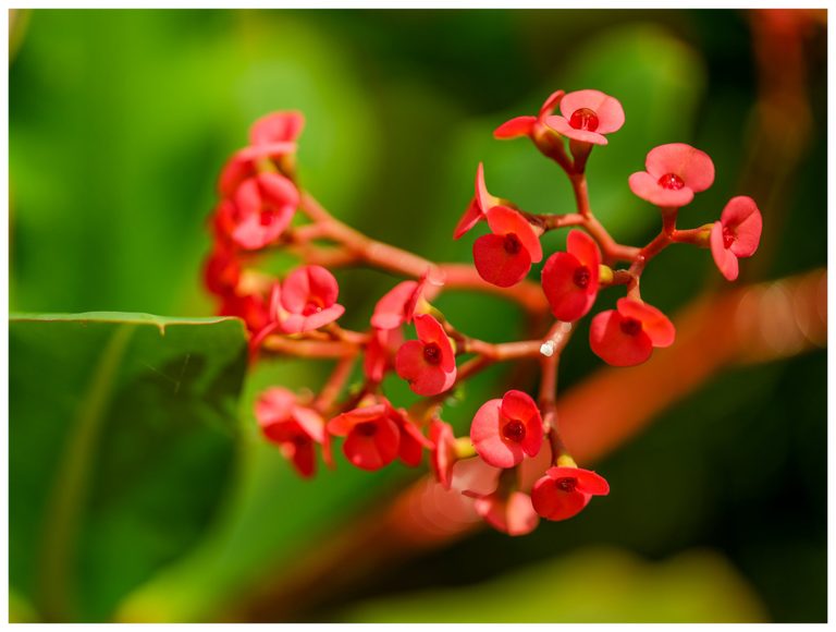 Small red flowers cluster along branching reddish stems beside a broad green leaf against a softly blurred green background.