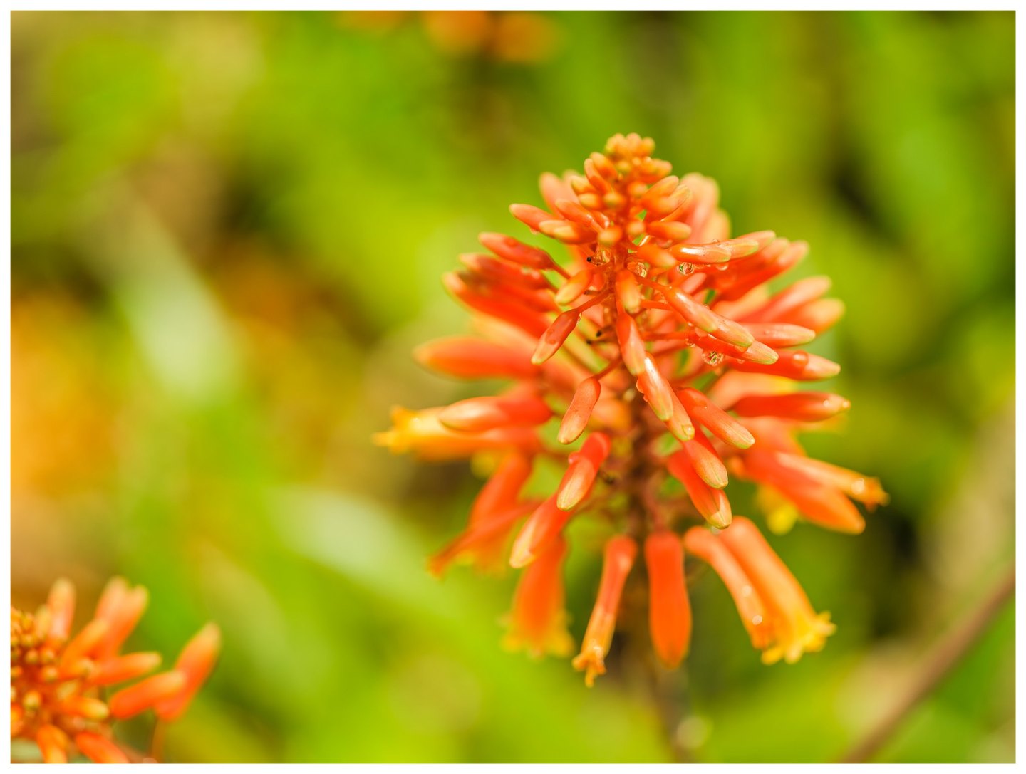 Orange tubular flowers with yellow tips and small water droplets cluster around a stem against a softly blurred green background.