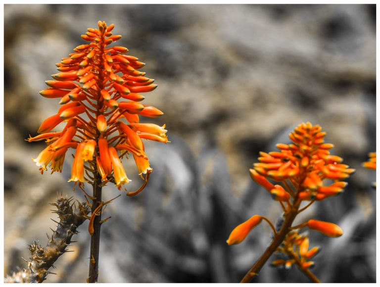 Two spikes of vivid orange tubular flowers rise against blurred gray rocks, with the taller left spike in sharp focus beside a thorny stem.