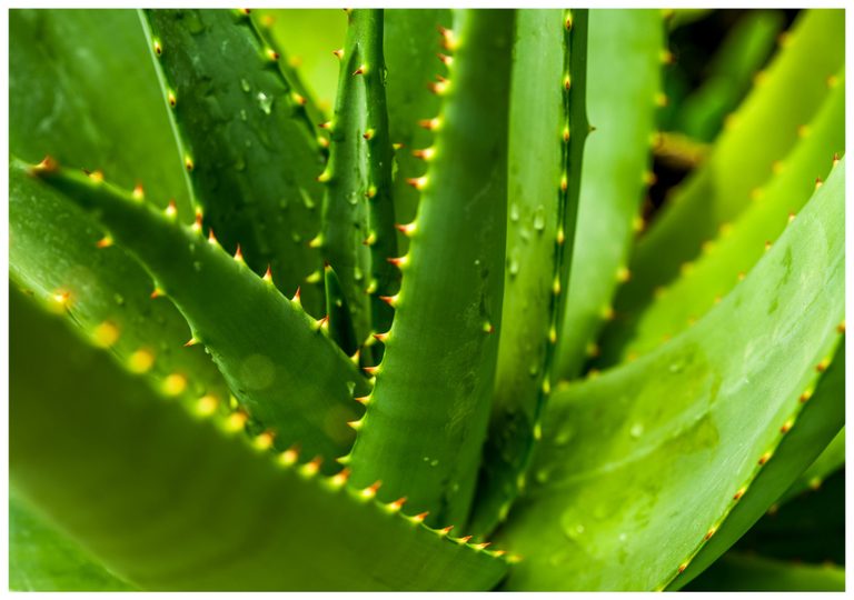 Close-up of overlapping green aloe leaves with reddish-tipped teeth and water droplets on their surfaces.
