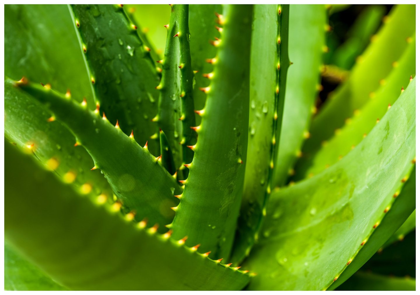Close-up of overlapping green aloe leaves with reddish-tipped teeth and water droplets on their surfaces.