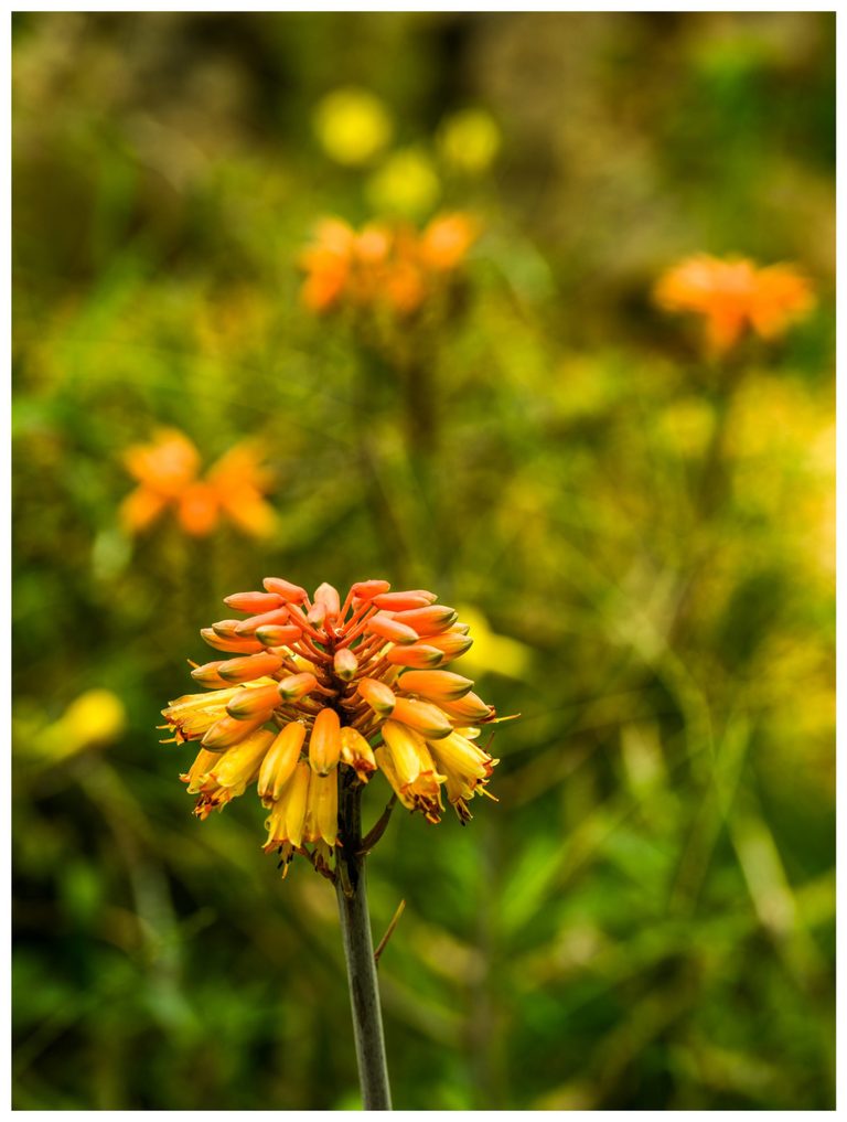 Orange buds and yellow tubular flowers cluster atop a tall stem against softly blurred green foliage and scattered orange blooms.