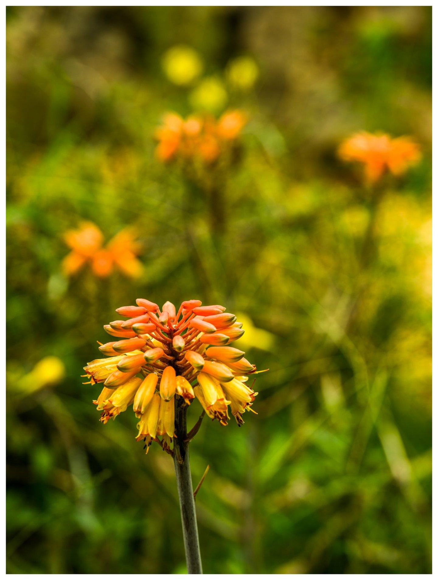 Orange buds and yellow tubular flowers cluster atop a tall stem against softly blurred green foliage and scattered orange blooms.