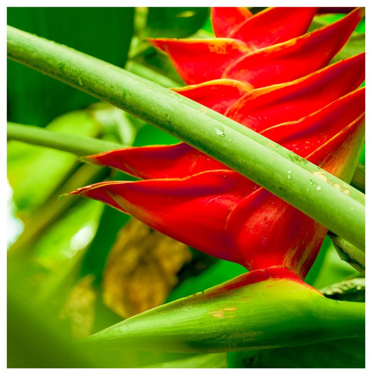 Close-up of red heliconia bracts edged in yellow, crossed diagonally by a thick green stem dotted with water droplets against blurred foliage.
