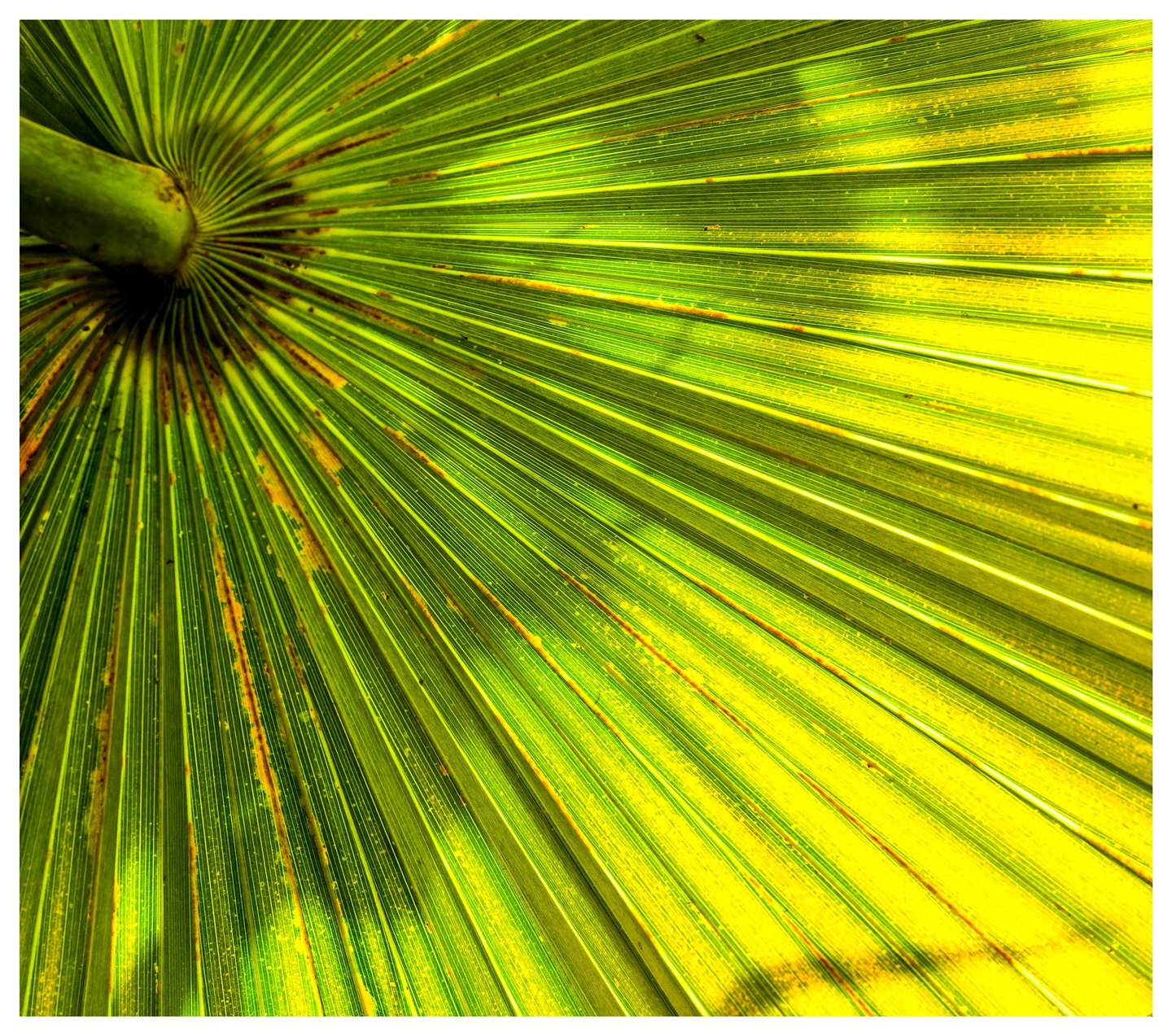Close-up of a backlit green fan palm leaf with radiating ribs, fine veins, and yellow and brown markings.