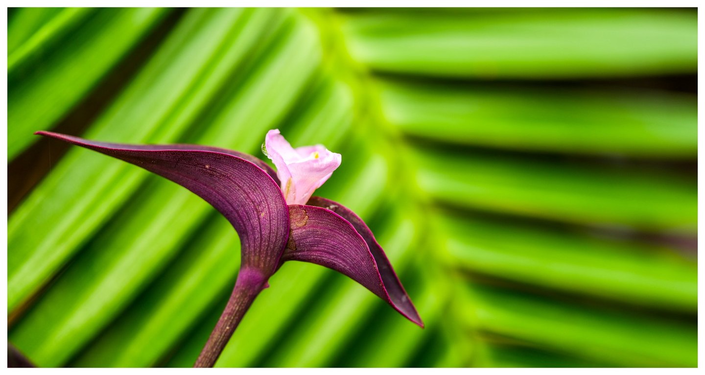 A small pale pink flower emerges between curved purple leaves against a softly blurred background of bright green palm fronds.