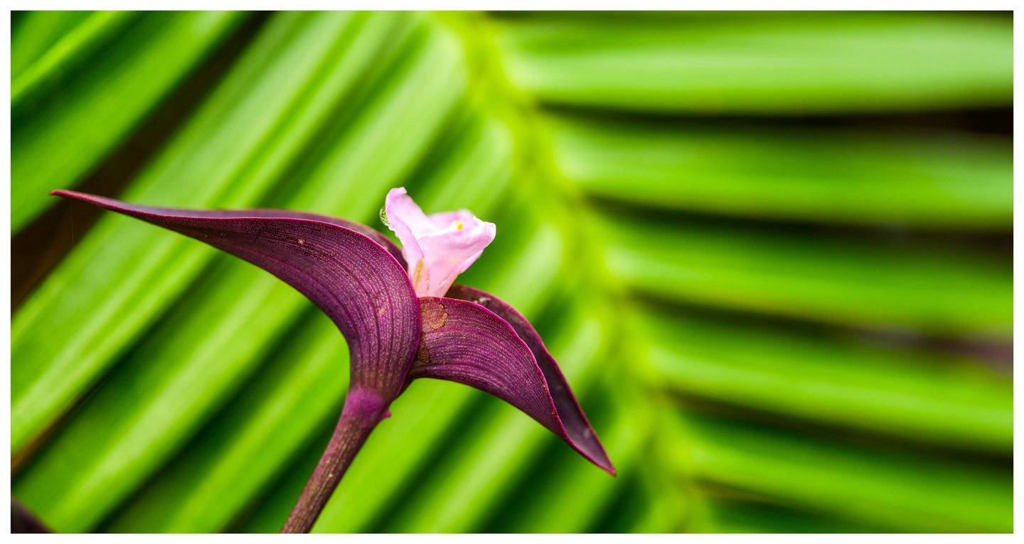 A small pale pink flower emerges between curved purple leaves against a softly blurred background of bright green palm fronds.
