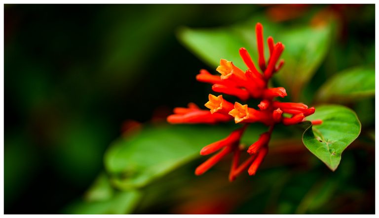 A cluster of red tubular flowers with orange-yellow openings sits among green leaves against a dark, softly blurred background.