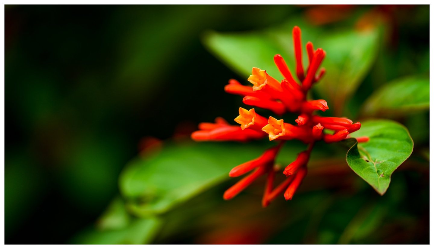A cluster of red tubular flowers with orange-yellow openings sits among green leaves against a dark, softly blurred background.
