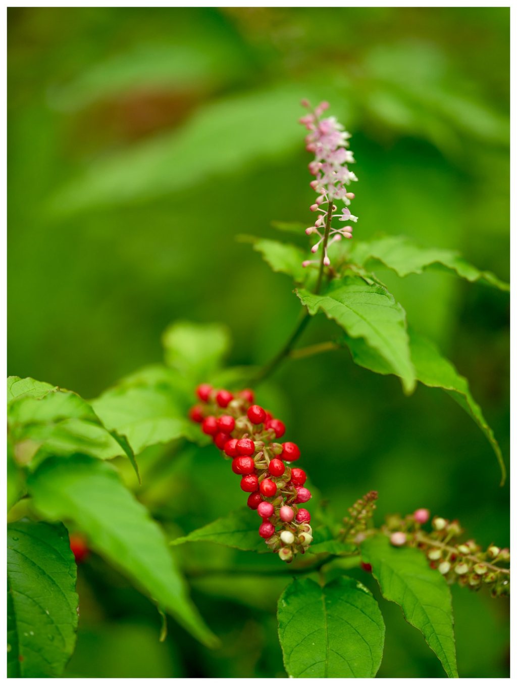 Clusters of glossy red berries and a slender spike of pale pink flowers rise among bright green leaves against a softly blurred green background.