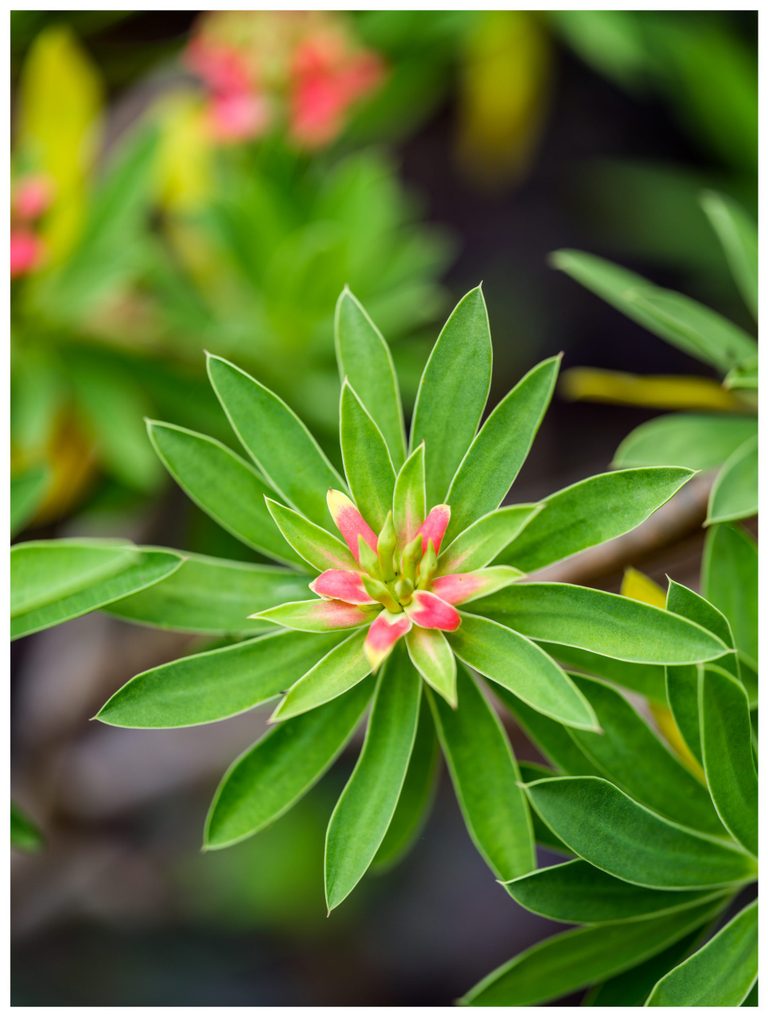 Long, pointed green leaves radiate around a small cluster of pink-tinted leaves and green buds against softly blurred foliage.