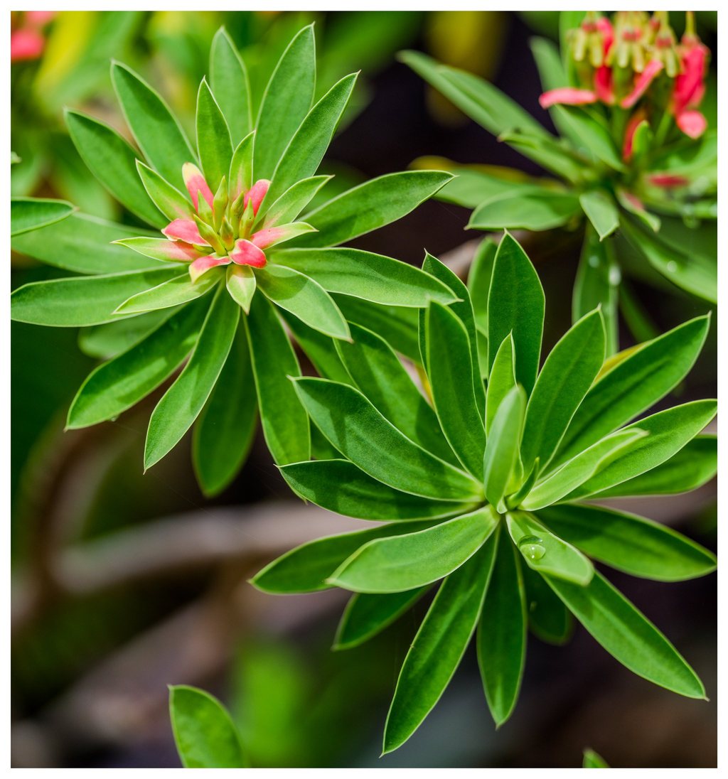 Clusters of narrow green leaves radiate around pink-red growth, with a water droplet resting on a foreground leaf against a softly blurred background.
