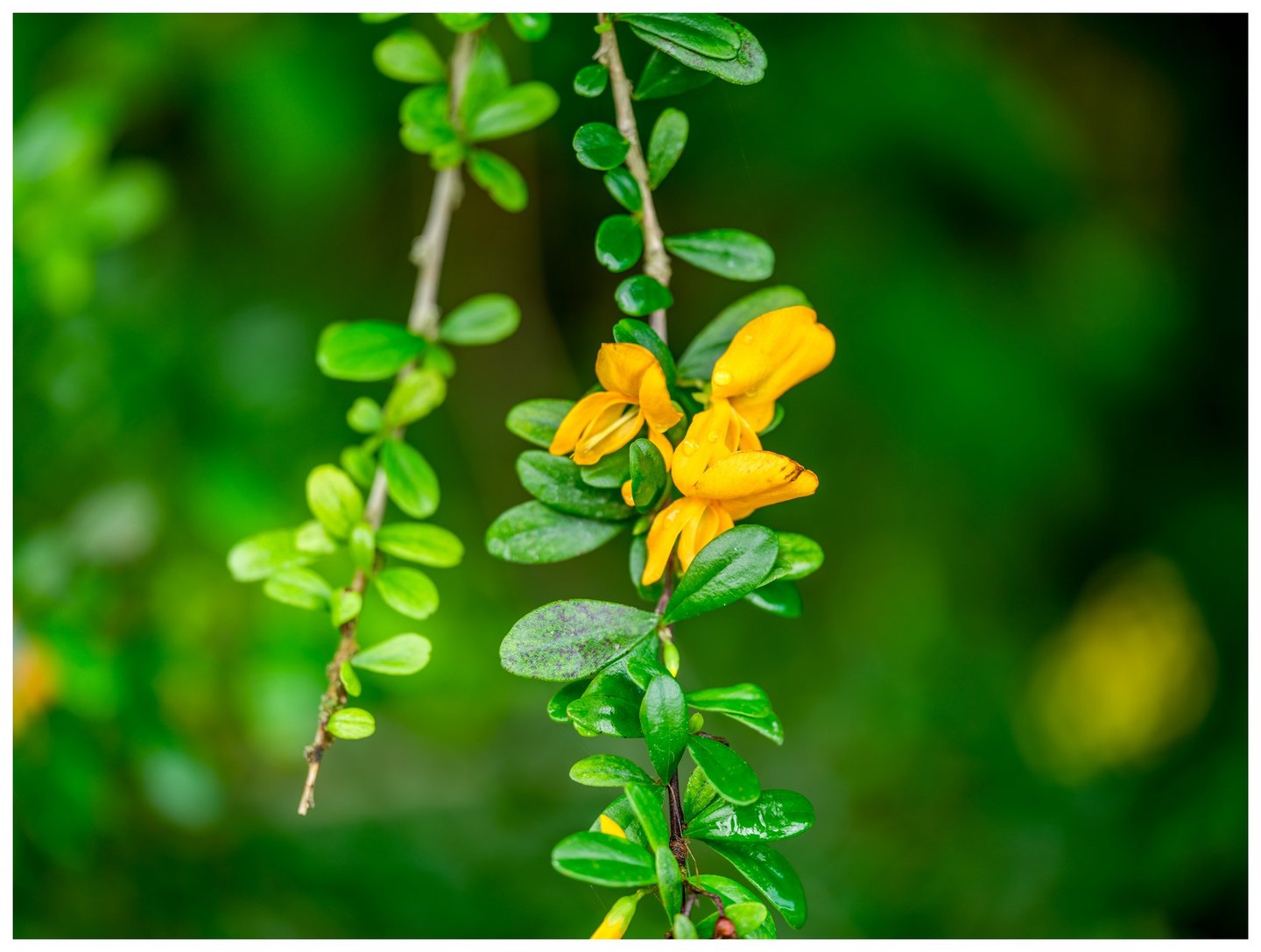Yellow flowers dotted with water droplets cluster along a slender branch with glossy oval leaves against a softly blurred green background.