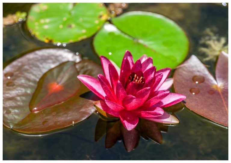 A vivid magenta water lily blooms among green and bronze lily pads, with water droplets on the leaves and a dark reflection beneath the flower.