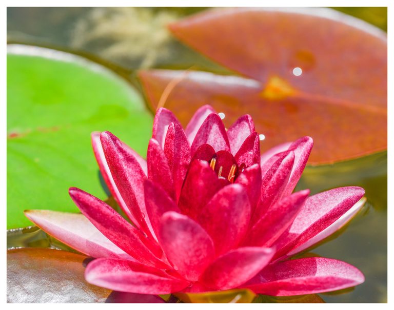 A close-up of a vivid pink water lily with layered, pointed petals, surrounded by green and copper-colored lily pads on water.