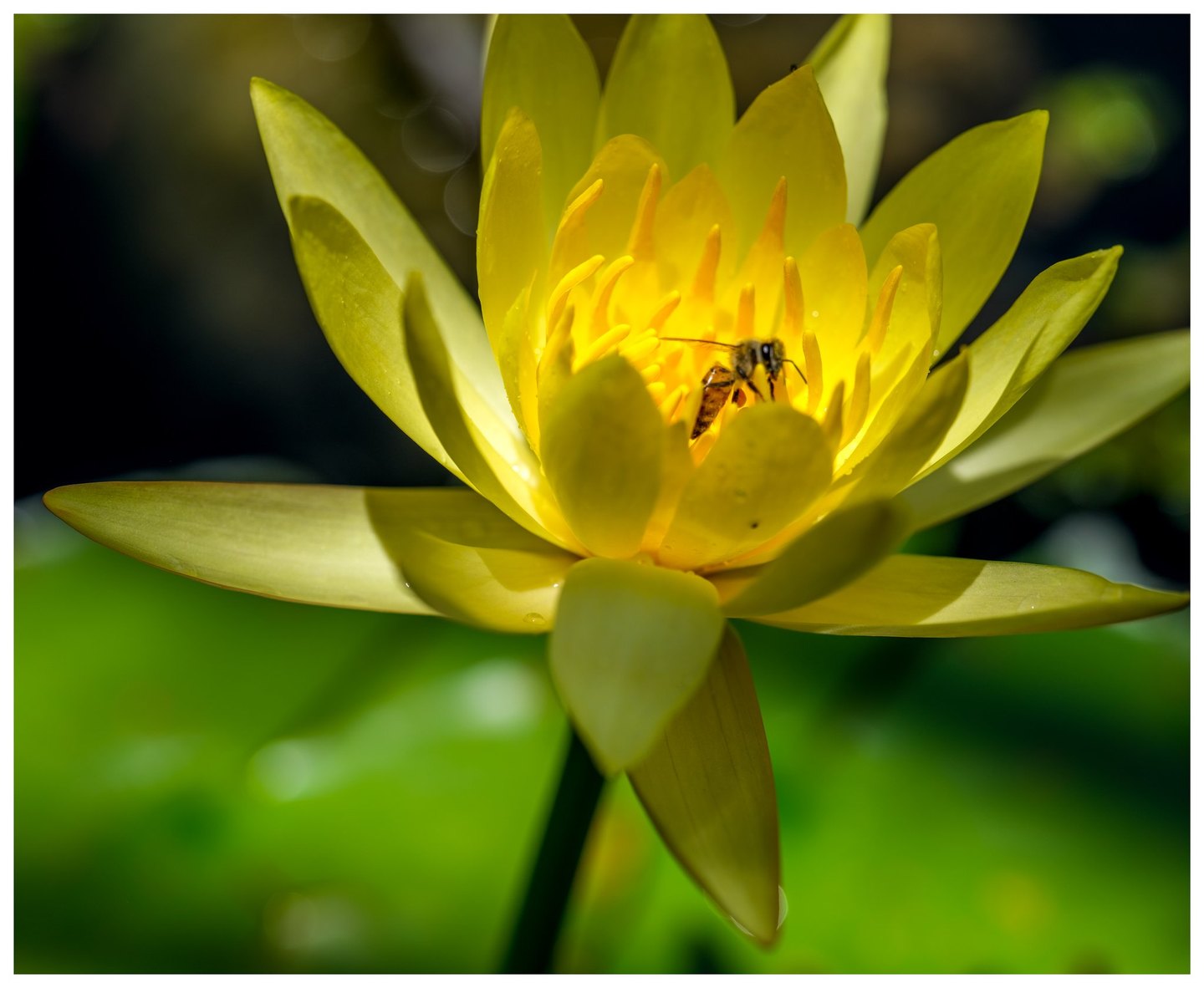 A bee rests among the stamens of a sunlit yellow water lily against a blurred green and dark background.