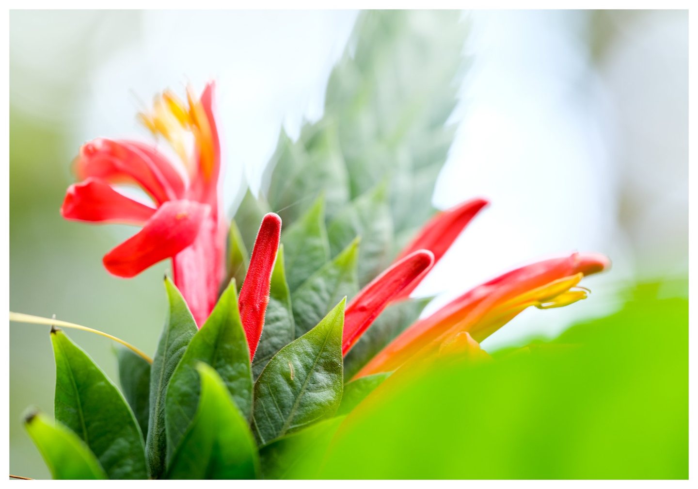 Red tubular flowers with yellow tips rise among pointed green leaves against a softly blurred, pale background.