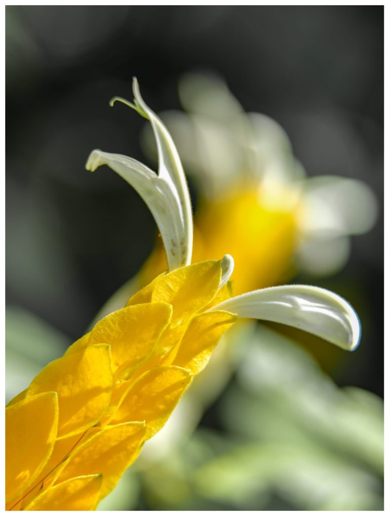 Close-up of a golden shrimp plant with overlapping yellow bracts and slender white flowers against softly blurred green foliage.