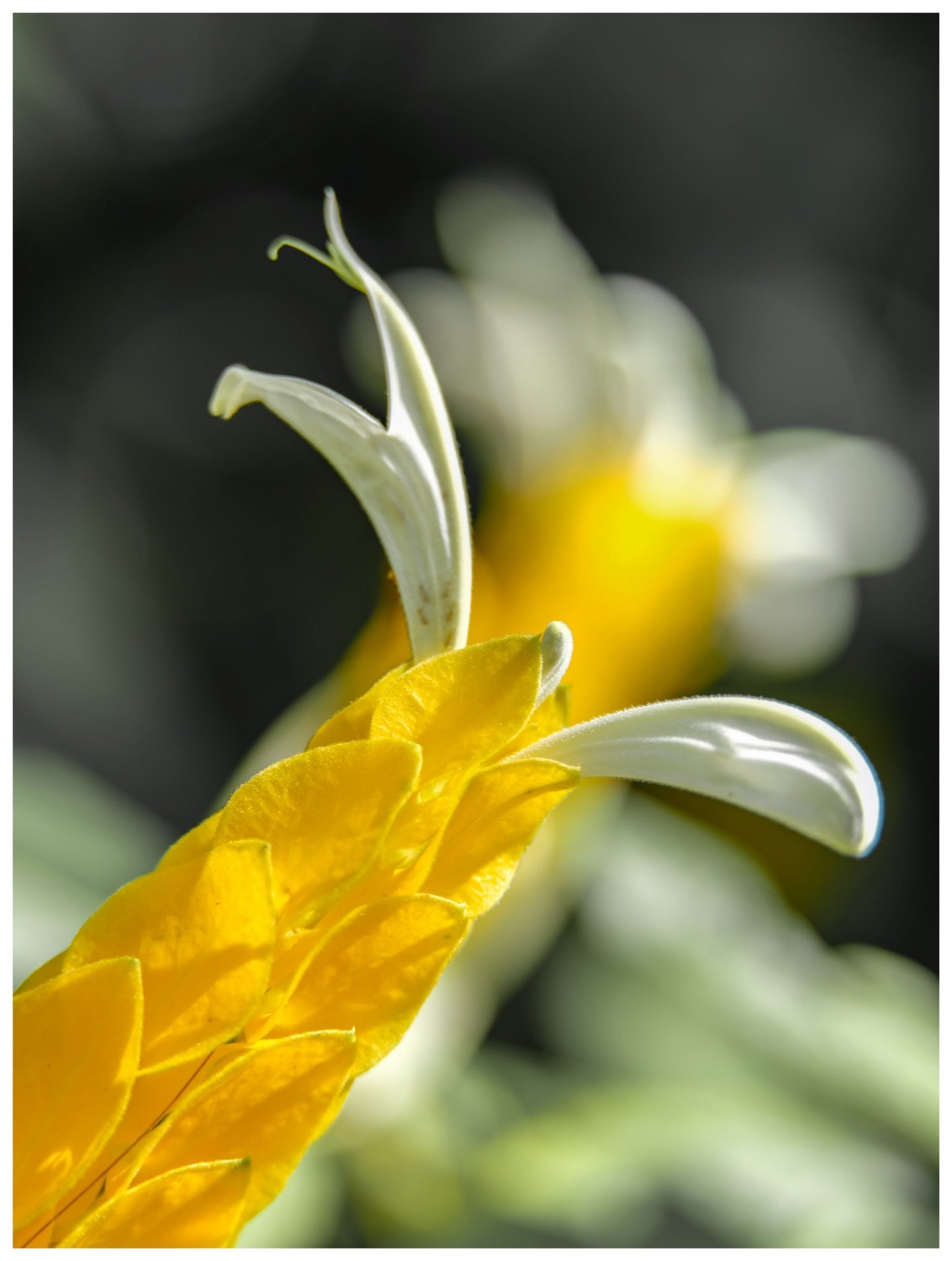 Close-up of a golden shrimp plant with overlapping yellow bracts and slender white flowers against softly blurred green foliage.