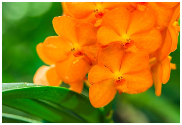 A close-up of vivid orange orchids with yellow and red centers above broad green leaves against a softly blurred green background.
