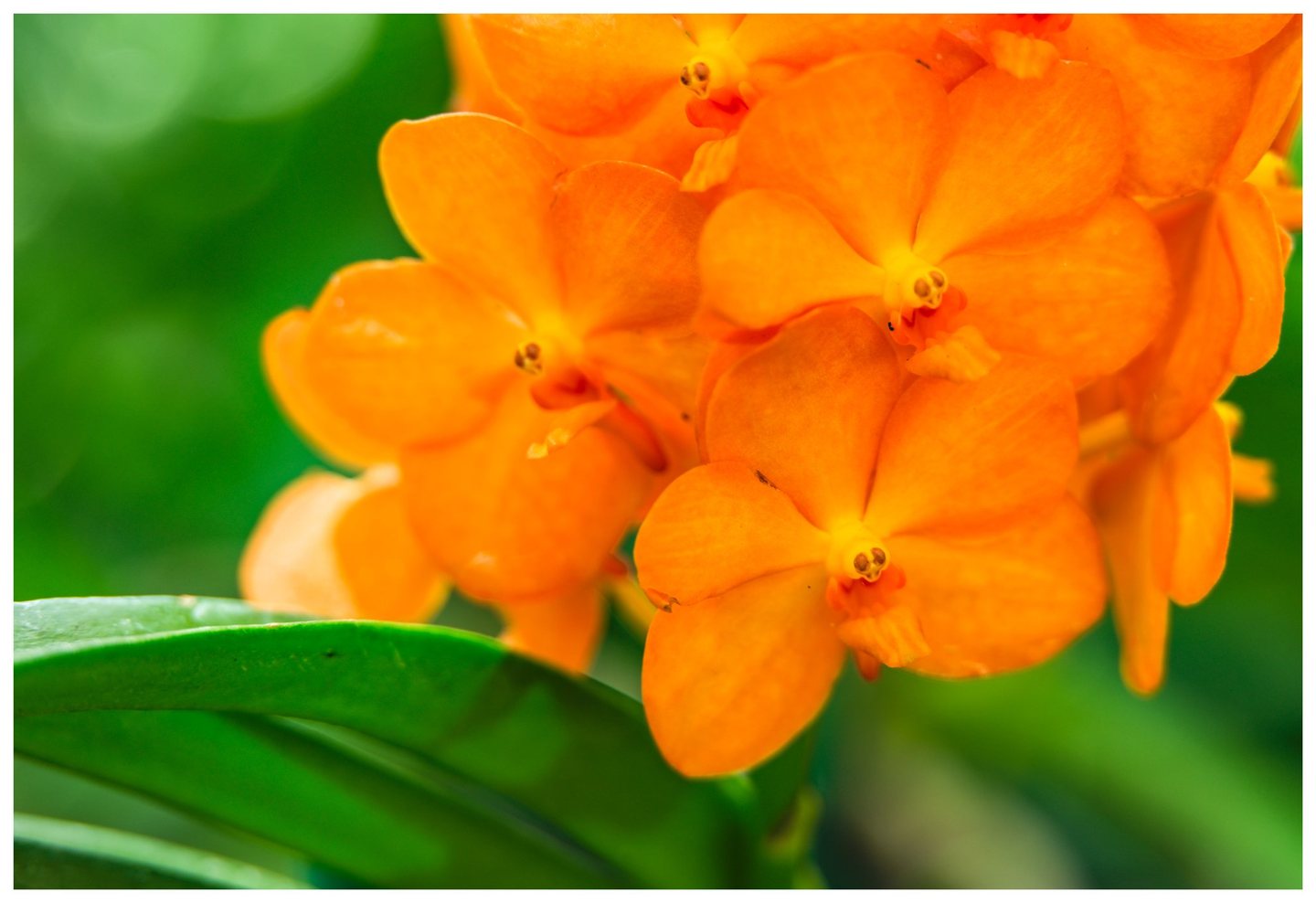 A close-up of vivid orange orchids with yellow and red centers above broad green leaves against a softly blurred green background.