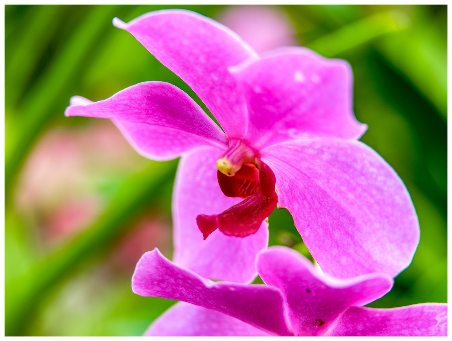 Close-up of a vivid pink orchid with a deep crimson lip and pale yellow center against blurred green foliage, with another blossom partially visible below.