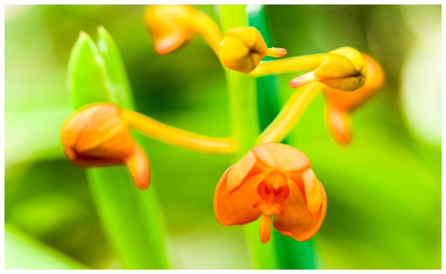 Close-up of orange and yellow flowers on curved stems, with an open bloom in the lower right against softly blurred bright green foliage.