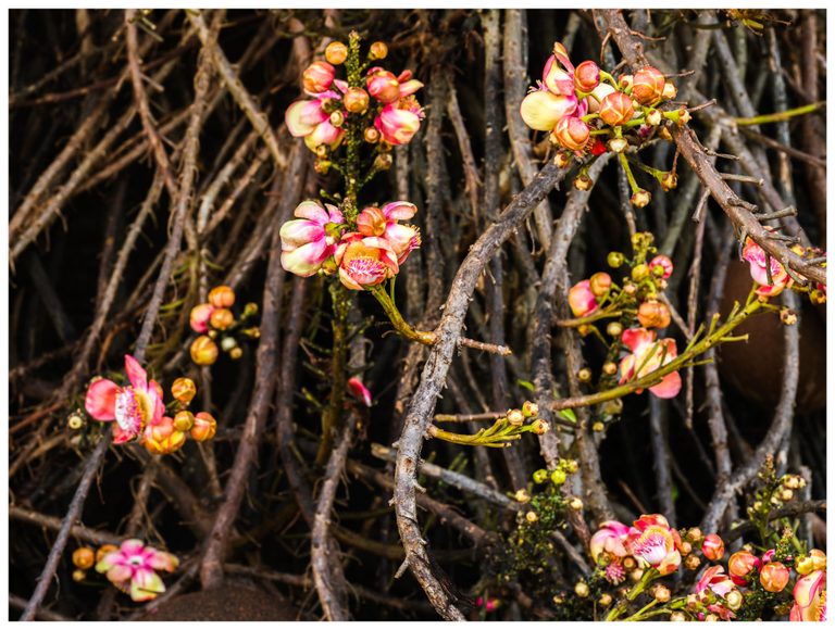 Pink and cream flowers with yellow centers and rounded orange buds grow among a dense tangle of dark woody branches.