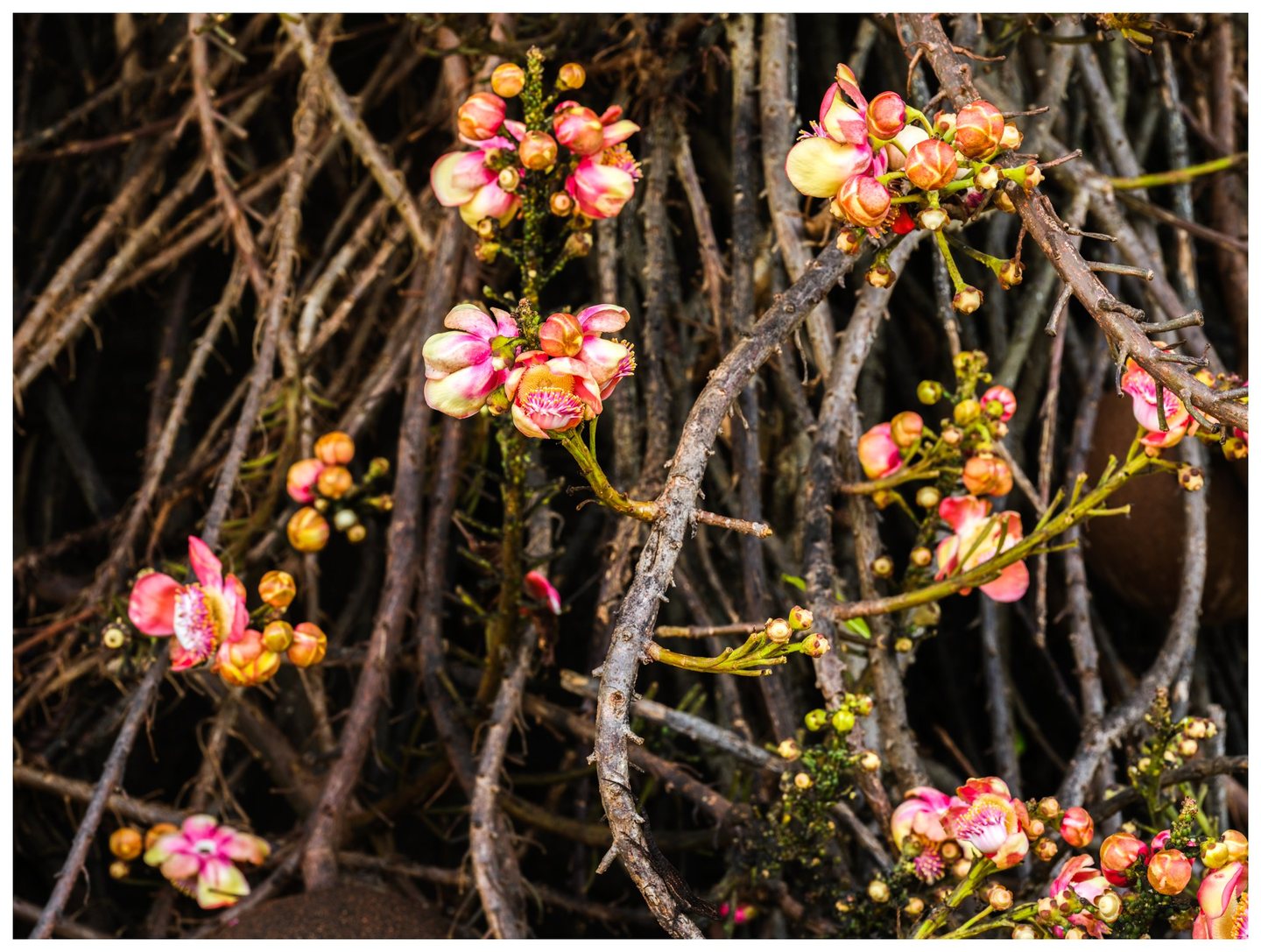 Pink and cream flowers with yellow centers and rounded orange buds grow among a dense tangle of dark woody branches.