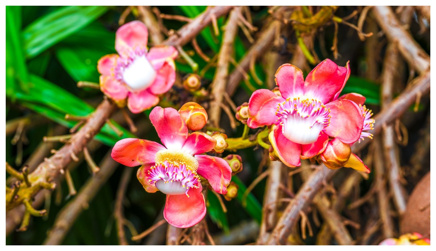Vivid pink and coral flowers with white centers and yellow-tipped stamens bloom among tangled woody branches, rounded buds, and green leaves.
