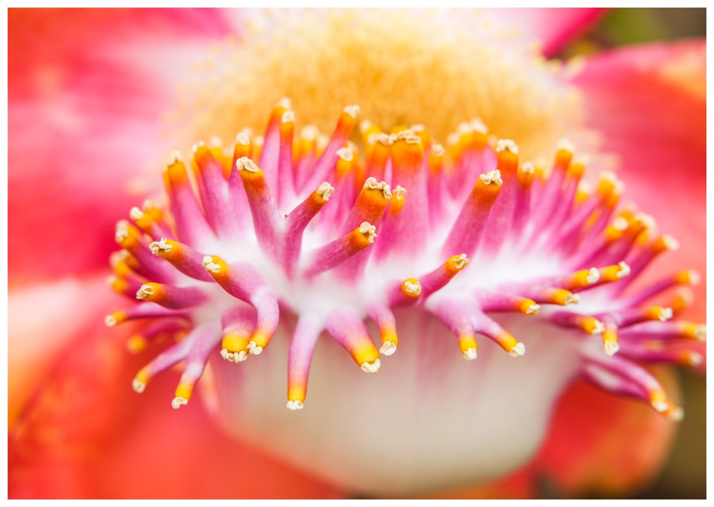 Macro photograph of a flower with radiating pink filaments tipped in yellow and cream, surrounded by softly blurred coral-red petals.