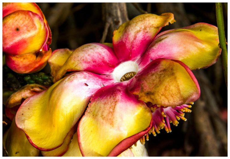 Close-up of a flower with broad yellow and pink petals, a white central opening, yellow-tipped stamens, and a tiny insect against a dark woody background.