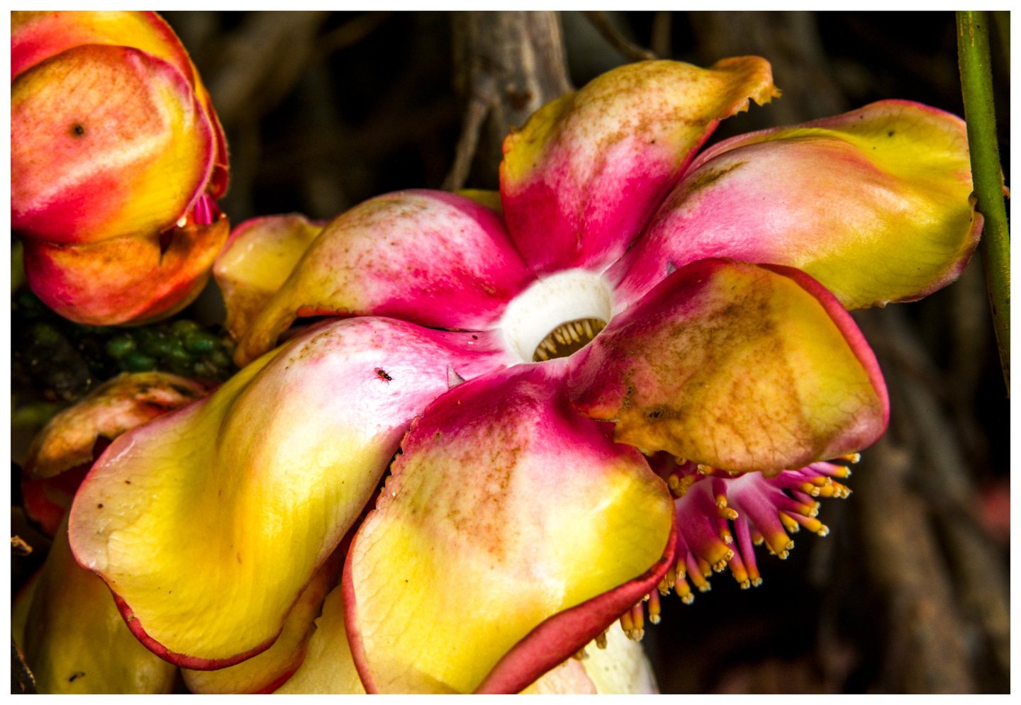 Close-up of a flower with broad yellow and pink petals, a white central opening, yellow-tipped stamens, and a tiny insect against a dark woody background.
