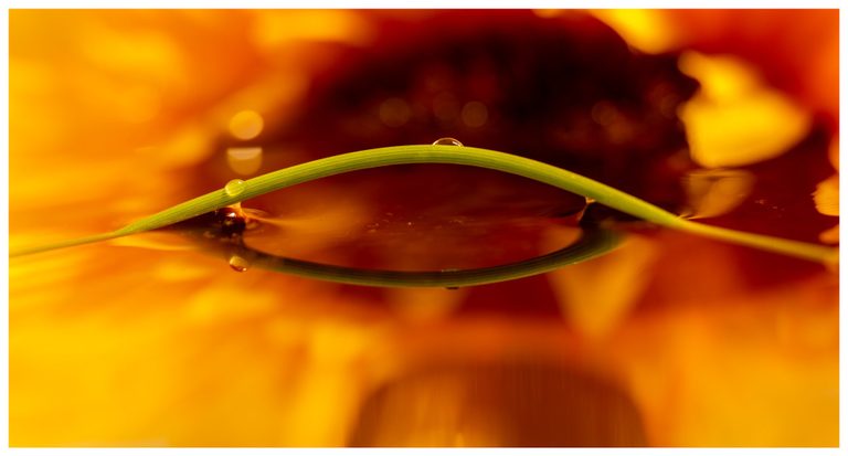 A green blade of grass bearing water droplets arches over a reflective surface against a blurred orange and golden background.