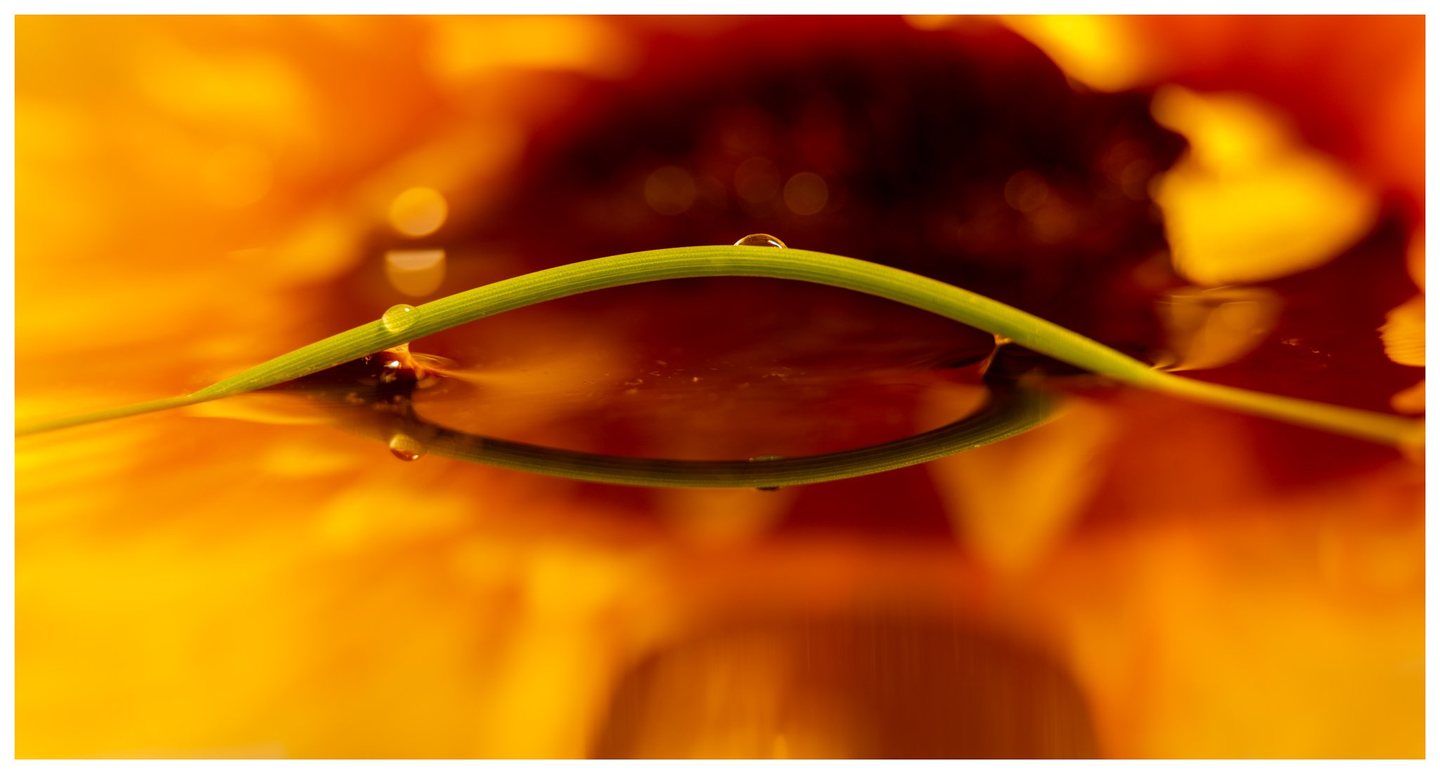 A green blade of grass bearing water droplets arches over a reflective surface against a blurred orange and golden background.