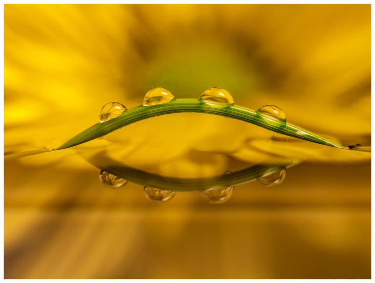 Four water droplets rest on an arching green blade of grass, reflected in water against a softly blurred golden-yellow background.