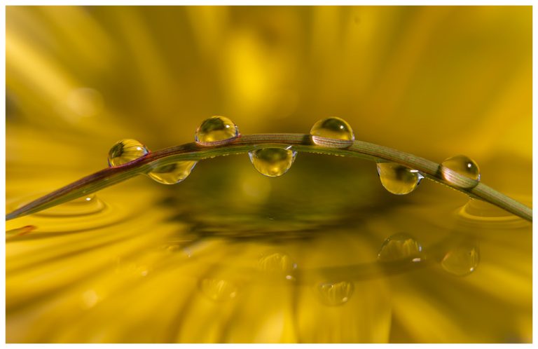Clear water droplets cling to an arching green and reddish blade of grass above a reflective surface against a blurred golden-yellow background.