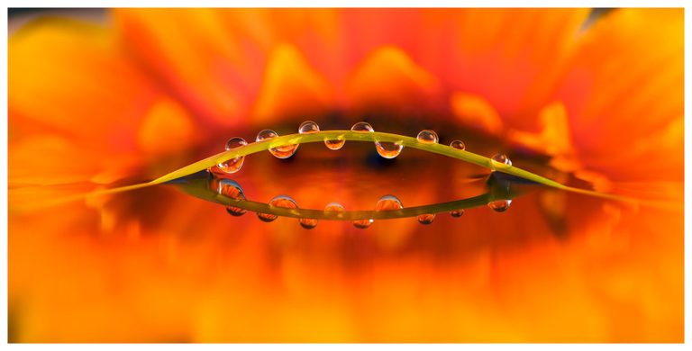 Water droplets cling to an arching green blade of grass mirrored on a reflective surface against a blurred orange flower.