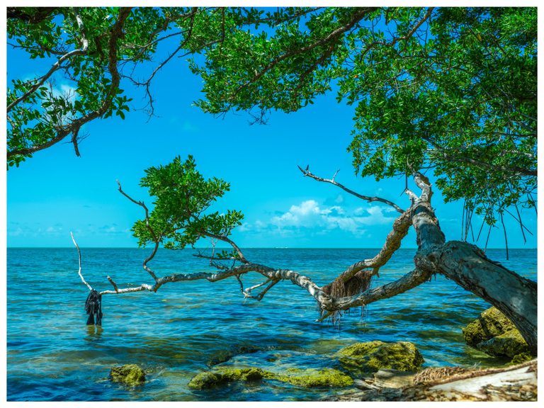 Weathered tree branches and green foliage frame a turquoise sea beneath a blue sky, with algae-covered rocks in the shallow foreground.