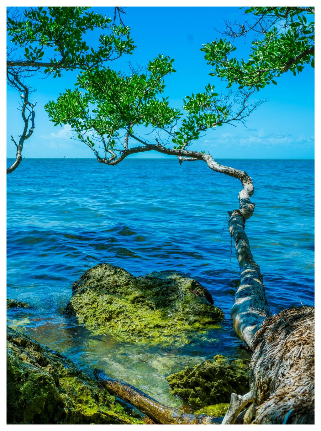 A curved tree trunk extends over turquoise seawater, with leafy branches framing the blue sky and algae-covered rocks along the foreground shore.