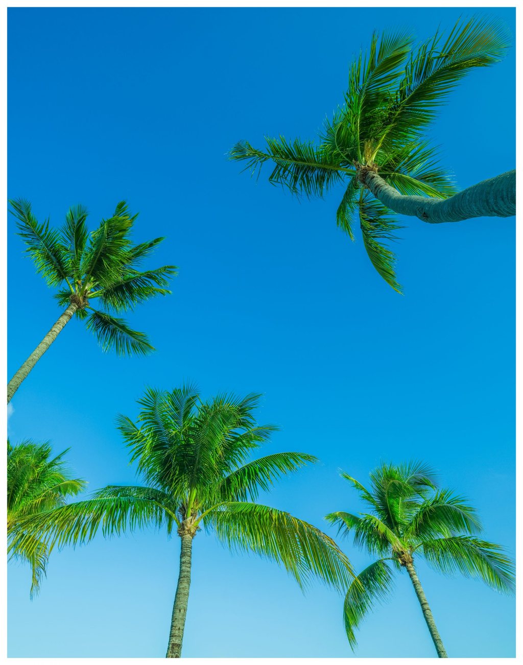 An upward view of tall palm trees with green fronds framing a broad expanse of vivid blue sky.