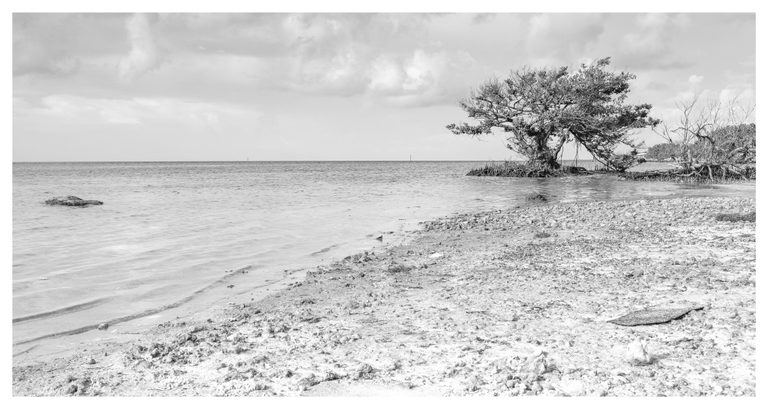 Black-and-white photograph of a rocky shoreline curving toward a mangrove tree with exposed roots beside calm water under a cloudy sky.