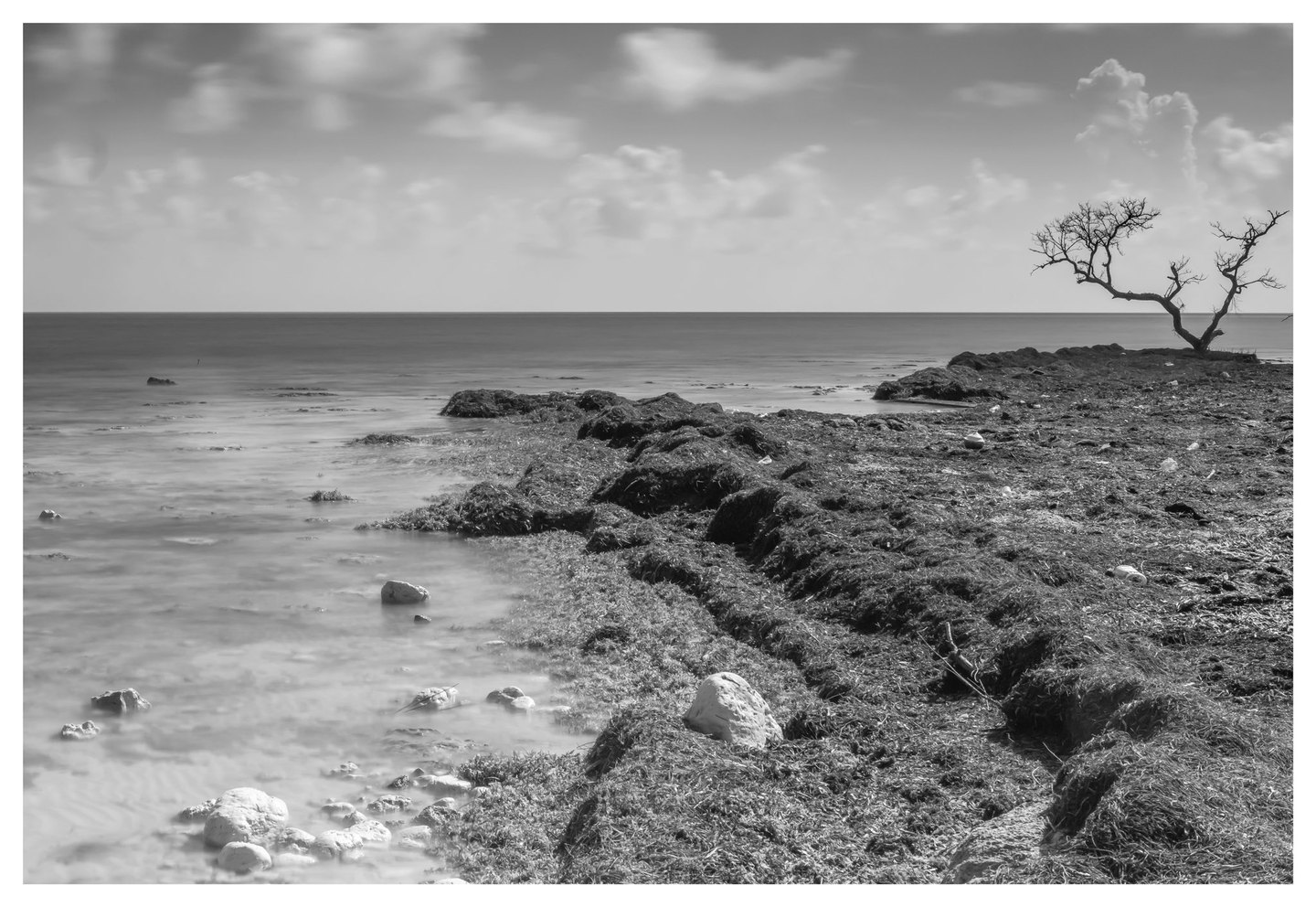 Black-and-white photograph of a rocky, seaweed-covered shoreline with smooth water, scattered pale stones, and a lone leafless tree beneath a cloudy sky.