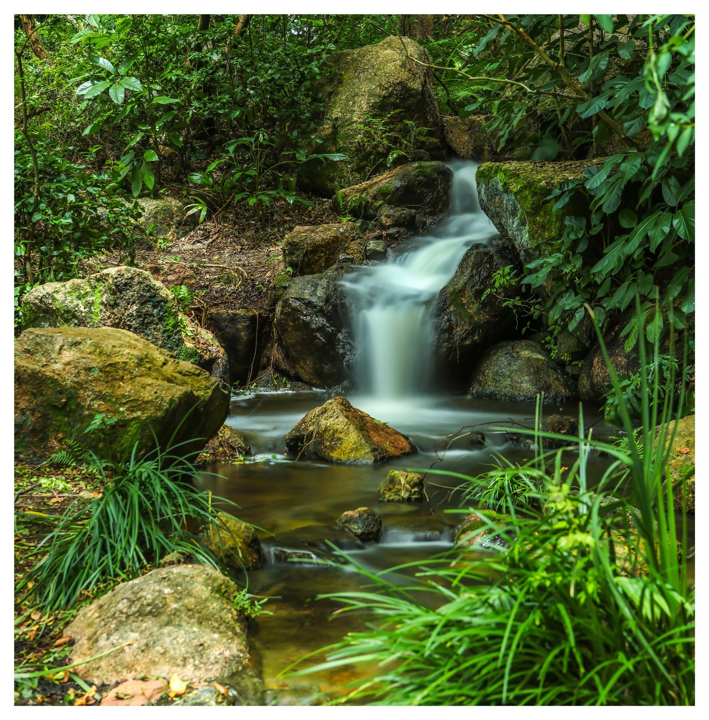 A small waterfall flows between moss-covered boulders into a rocky forest stream surrounded by dense green foliage and long grasses.