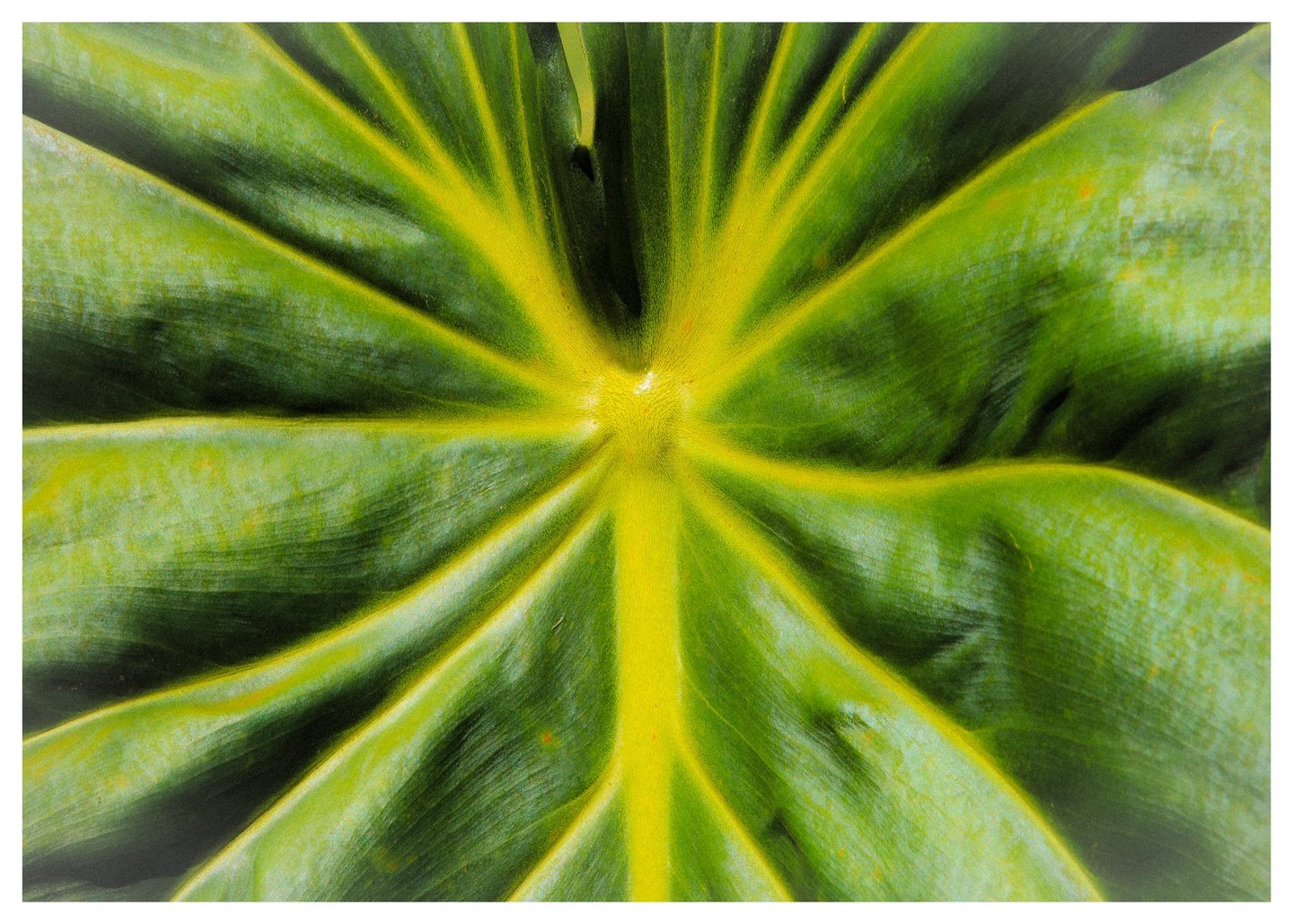 Close-up of a green leaf with bright yellow-green veins radiating from a central point across deeply folded, textured surfaces.