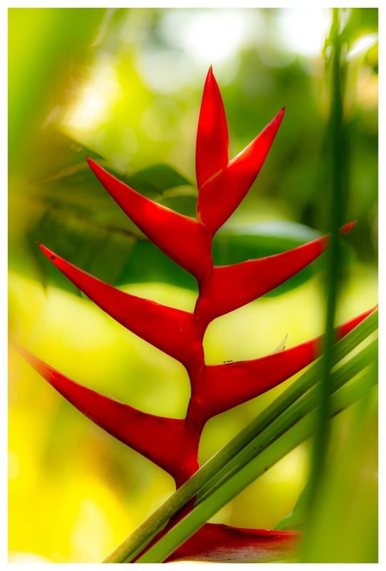 Scarlet heliconia bracts rise in a zigzag against softly blurred yellow-green foliage, with green stems crossing the foreground.