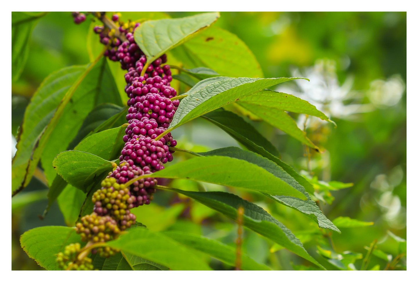 Clusters of vivid purple beautyberries encircle a branch among long green leaves against a softly blurred background of foliage.